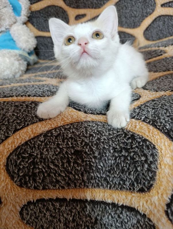 Чистый котёнок отдаю
