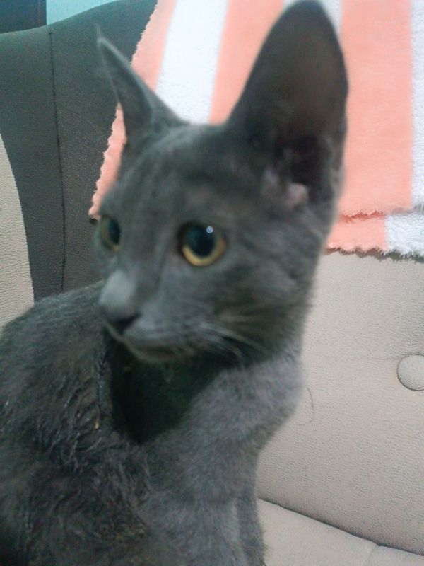 korat muwugi korat muwugi