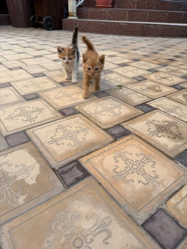 Котята отдам в хорошие руки Котята отдам в хорошие руки