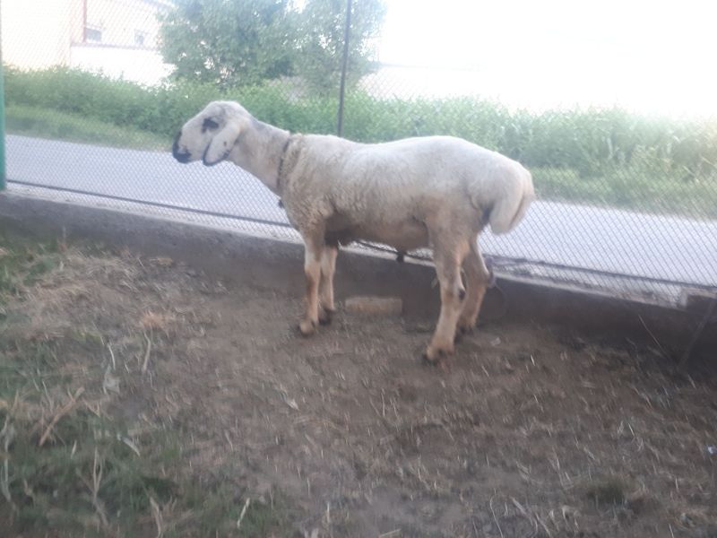 кучкорлар сотилади. кучкорлар сотилади.
