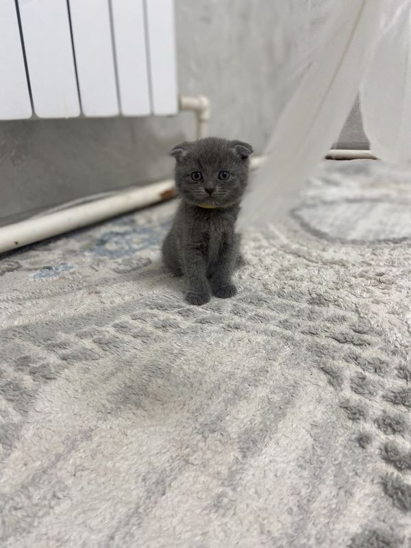 Котята от правильной вязки фолд