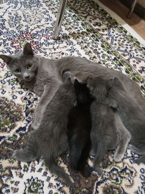 кошка кошка