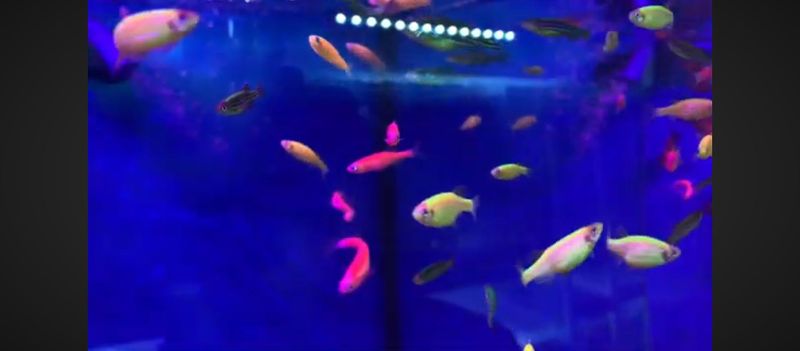 Данио Danio Akvarium baliqlari bez kislorod yashidi Дани по 5 тысяч Данио Danio Akvarium baliqlari bez kislorod yashidi Дани по 5 тысяч
