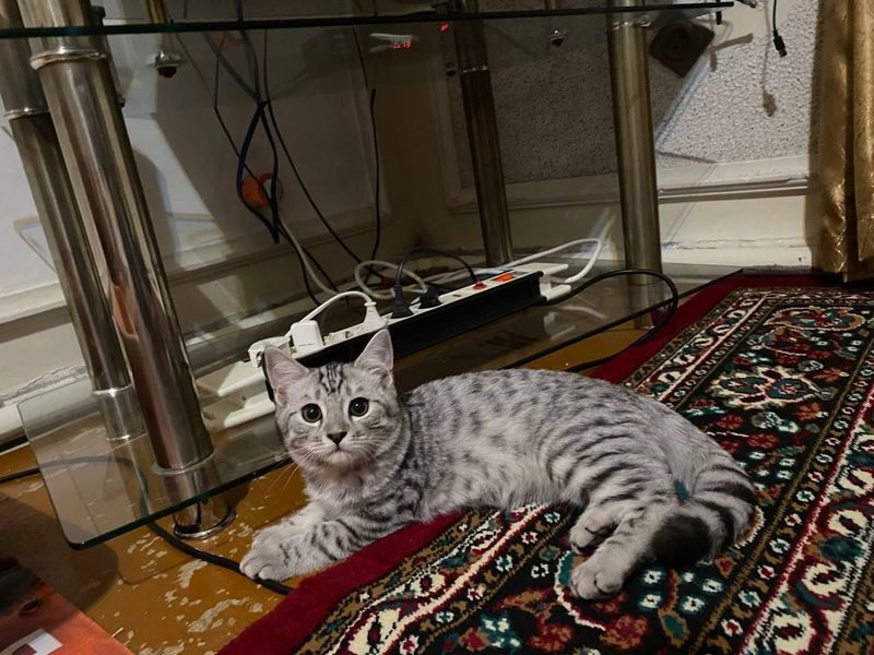Шиншилла сотилади