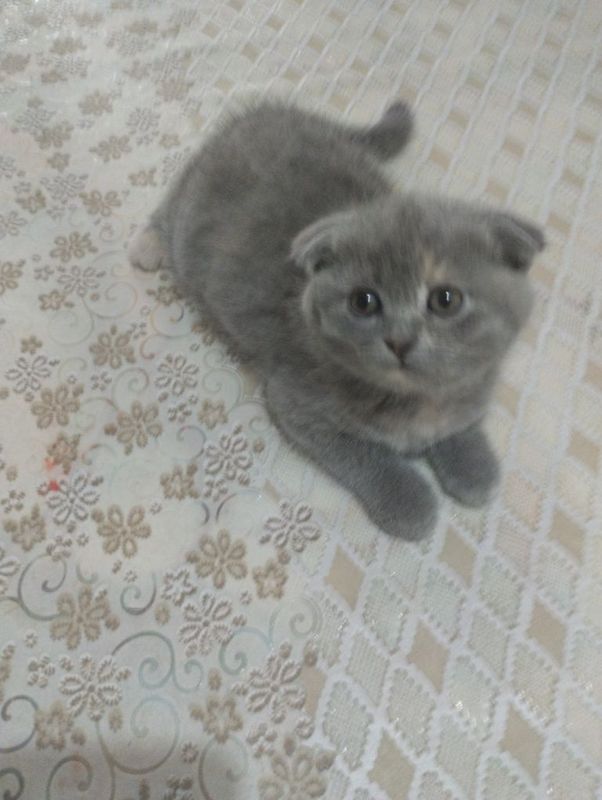 Scottish fold 40 kunlik Scottish fold 40 kunlik