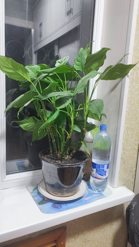 Цветок древесная калла Цветок древесная калла