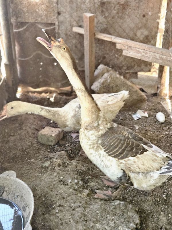 1 yillik Ĝozlar sotiladi srochna tuxumga kirgan 1par 1 yillik Ĝozlar sotiladi srochna tuxumga kirgan 1par