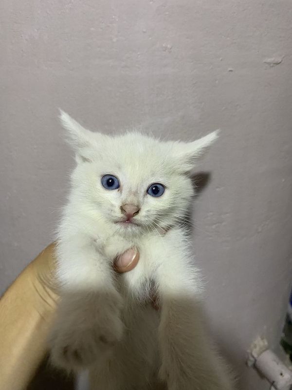 Бесплатно котята Бесплатно котята