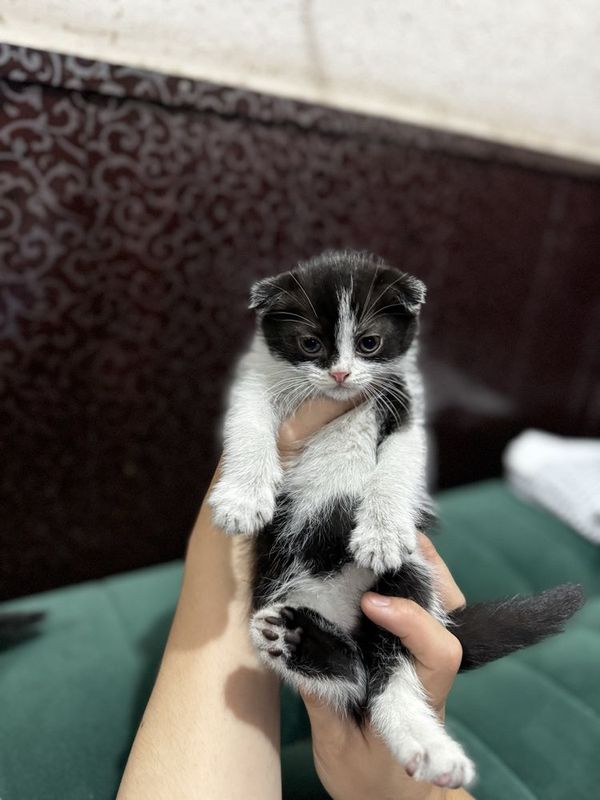 Вислоухие котята Вислоухие котята