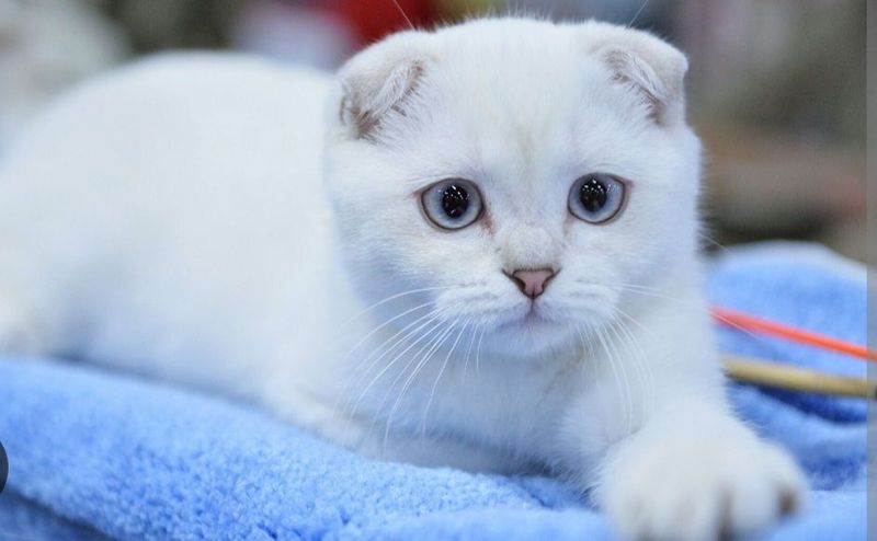 Продаются котята девочка вислоухая Продаются котята девочка вислоухая