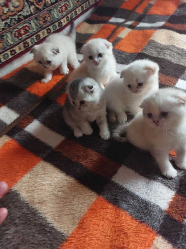 вислоухие котята — мальчик и девочка, 1.5 месяца вислоухие котята — мальчик и девочка, 1.5 месяца