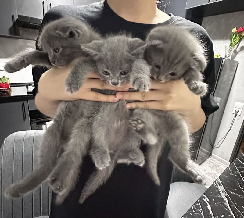 Скотиш фольд 1 месяц уже всё знает Скотиш фольд 1 месяц уже всё знает